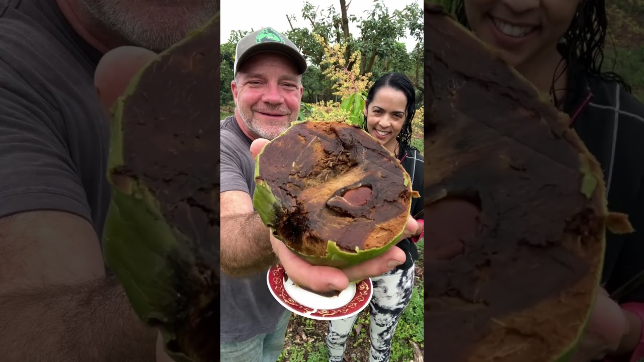 Black Sapote the Chocolate Pudding Fruit #tropicalfruit #blacksapote #sapote