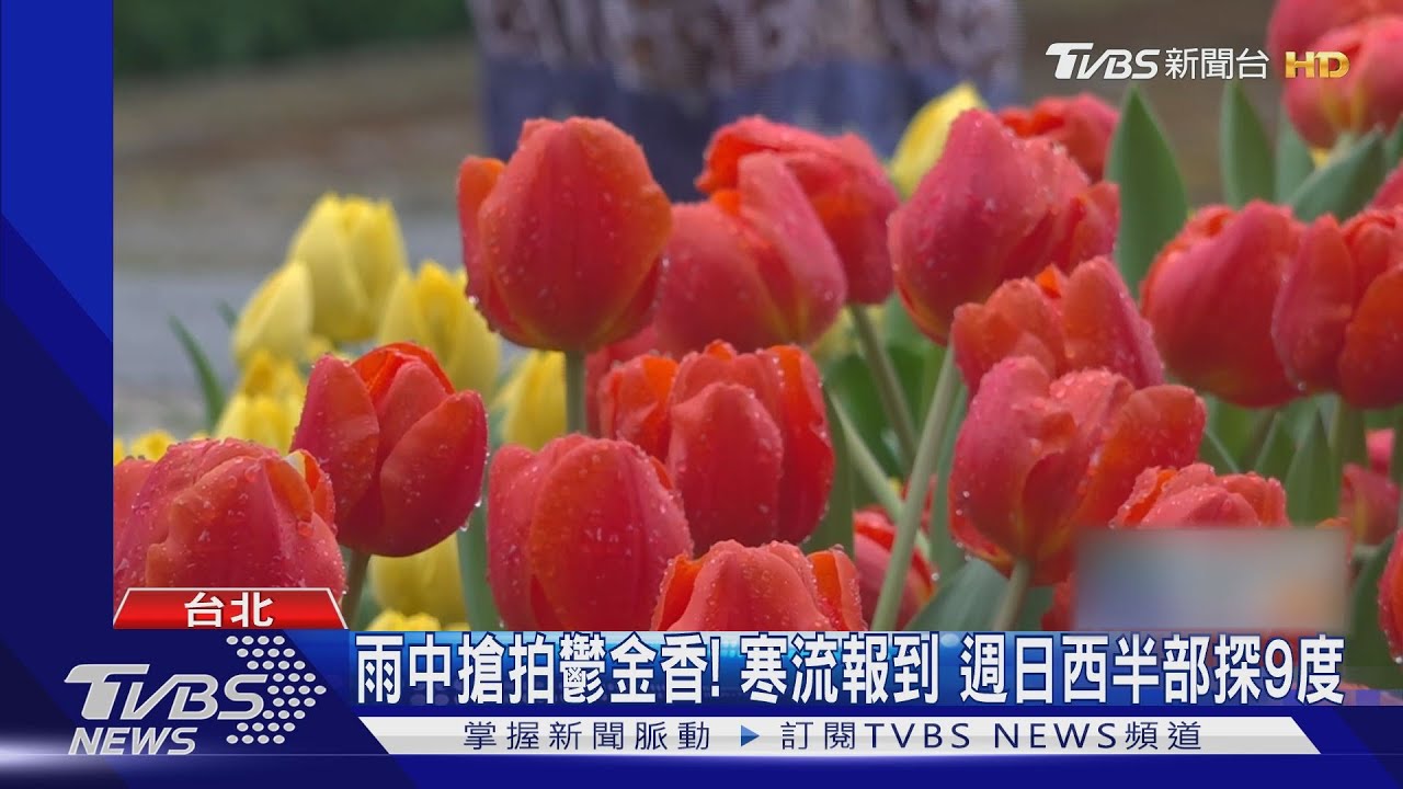 雨中搶拍鬱金香!寒流報到週日西半部探9度