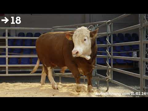 Bullenauktion Laasdorf   Kat Nr  18