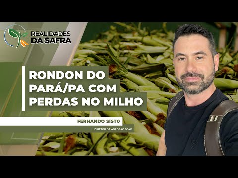 Rondon do Pará/PA fecha safra de milho com perdas após chuvas irregulares