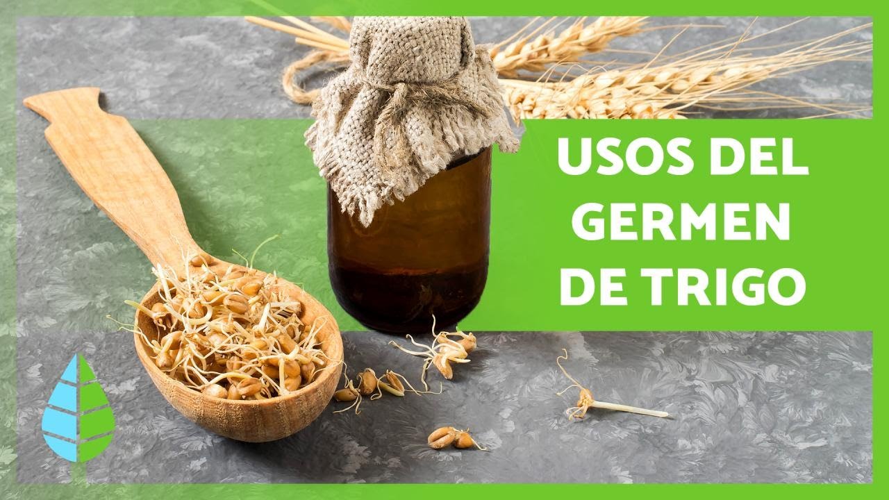BENEFICIOS del GERMEN de TRIGO 🌾💚 (Propiedades, Cómo Consumirlo y Contraindicaciones)