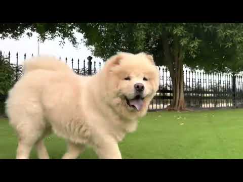 Puro Pet | Ramen d’chow enjoying The Greens Dog Park | dog vlog | chow chow | Dubai | Dog Walk