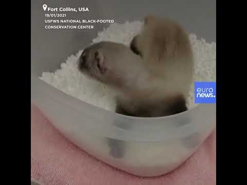 , title : 'Please welcome the first clone of a US endangered species, the black-footed ferret