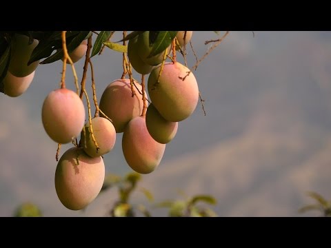 , title : 'Cultivo, Cosecha y Comercialización del Mango - TvAgro por Juan Gonzalo Angel'