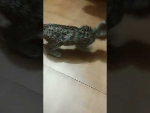 cat #sound # #cutebaby # shots