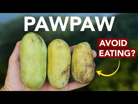 Are Pawpaws Neurotoxic?