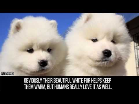 The richest dog in world