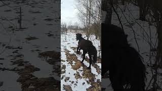 Весенняя песня для Вас.