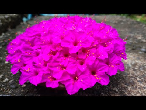 arrange a flower vase/mirabilis jalapa/hendirikka flower/4 o' clock flower #simple_college #flower