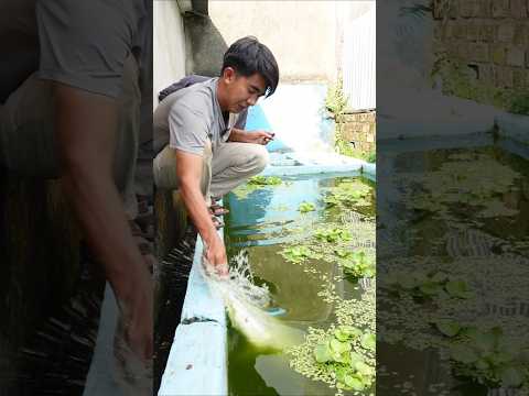 KAGET! KASIH MAKAN SILUMAN BUAYA PUTIH PAKE LELE