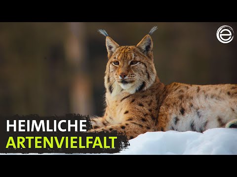 Wildes Deutschland - Schwarzwald | Erlebnis Erde