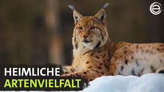 Wildes Deutschland - Schwarzwald | Erlebnis Erde