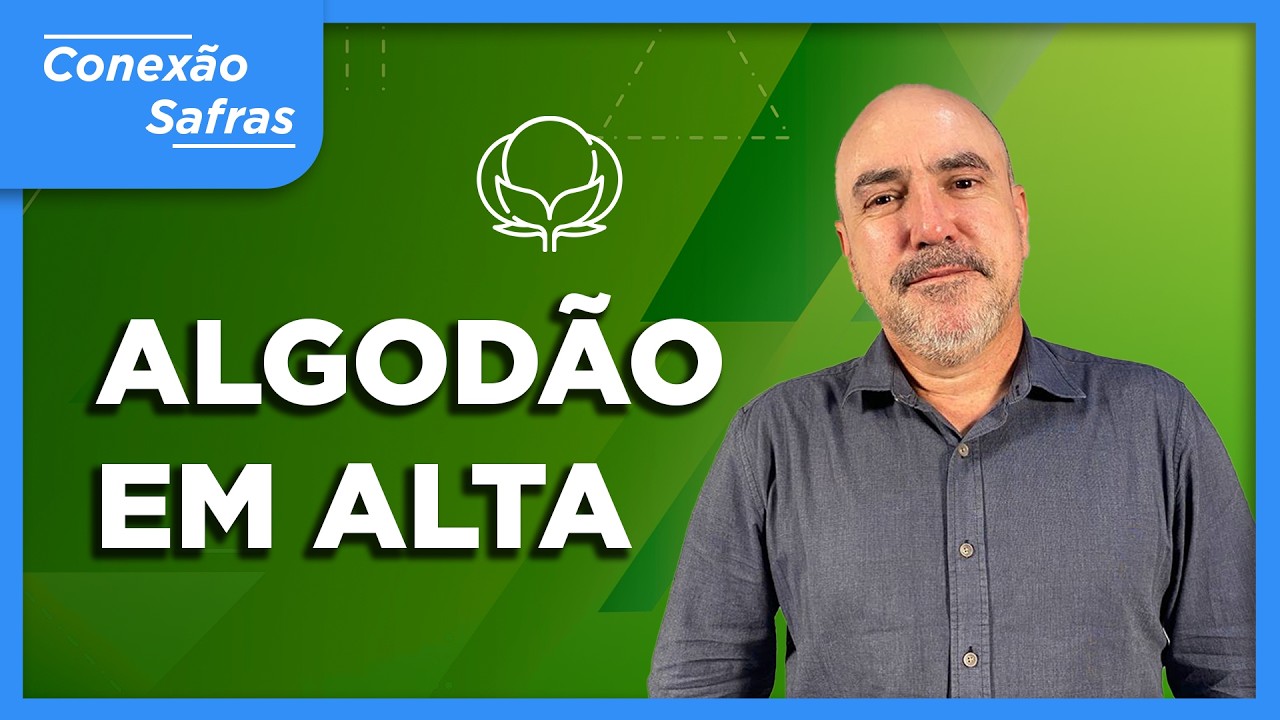 Algodão: Alta em Nova York, Colheita no Brasil e Oportunidades de Fixação - Conexão Safras