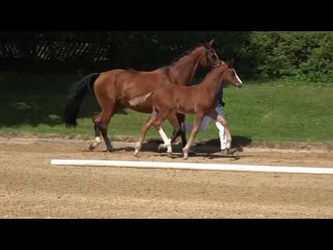 KN 31 Everest Hf v.  Escolar - Don Laurie I