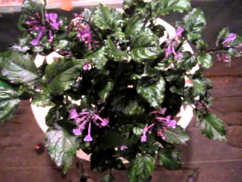 ハープブッシュ、プレクトランサス 植物