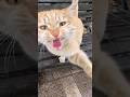 Aggressive Orange Cat Are Very Hungry Short Shorts Meow