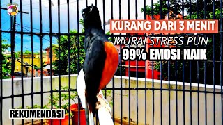 Download lagu MURAI BATU FULL ISIAN ISTIMEWA | SANGAT AMPUH MEMANCING EMOSI MURAI JADI GACOR NGOTOT bongkar Materi mp3 Download lagu MURAI BATU FULL ISIAN ISTIMEWA | SANGAT AMPUH MEMANCING EMOSI MURAI JADI GACOR NGOTOT bongkar Materi mp3