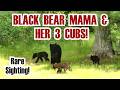 Mama Black Bear & Her 3 Cubs Visit My Backyard!! #blackbear #bear #cub #cubs #bearcub