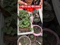 Boost Your Strawberry Game With Seed To Harvest Gardeningtips
