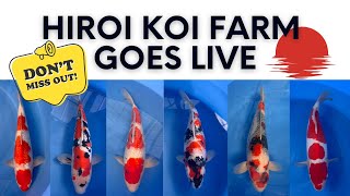 LIVE FROM JAPAN KOI AUCTION - SIMULCAST