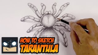 How To Draw A Spider | Tarantula Sketch Tutorial