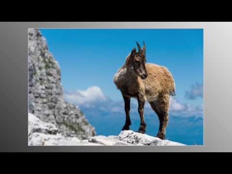 Cima di Terra Rossa e Piani del Montasio