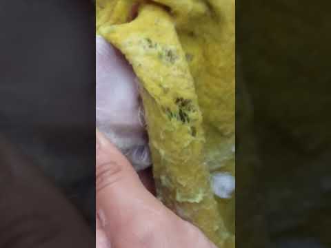 Cómo bañar a la luna