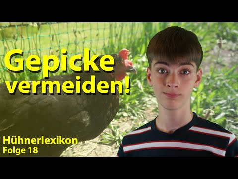 Integrating new chickens into the flock – the least painful way possible | Chicken Encyclopedia E...