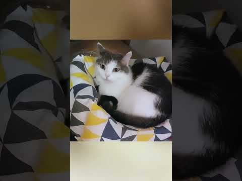 🐱My Big Cat Family_Pavlik & Lolita  #short #shortvideo #shortscatsvideos #cats #cat #cutecats