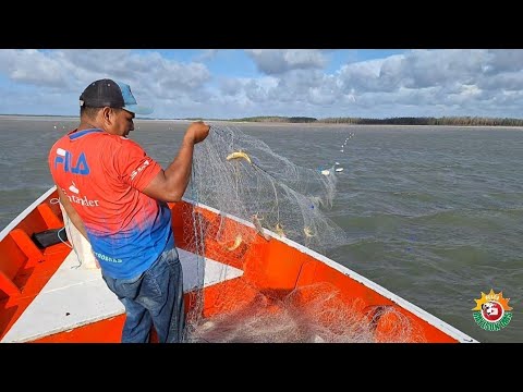 A Pesca artesanal em MARAPANIM/PA. VEJAM ☝️ Muitos Peixes 🐟