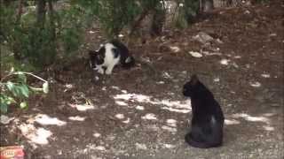 Two stupid cats. They found a mouse and don't know what to do :)