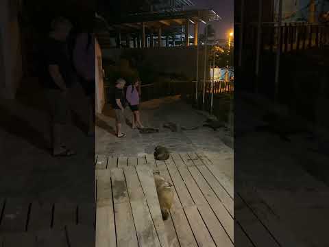 Sea lions sleeping on the boardwalk, San Cristobal Galapagos
