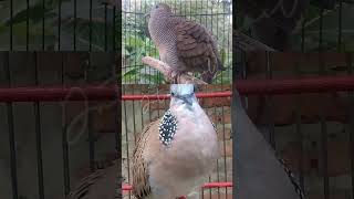 Download lagu Duet saling ngotot Dua anggungan perkutut dengan tekukur mp3