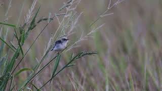 黃頭扇尾鶯唱歌