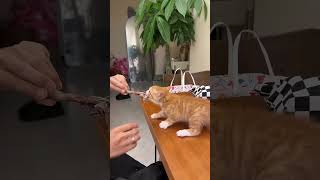 面白い猫😆#にゃんこ #子猫 #猫との暮らし #ペット動画 #癒し動物 #もふもふ猫 #かわいい猫