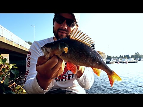 AHVENTA JA KUHAA KESKELTÄ KAUPUNKIA - STREET FISHING IN OULU