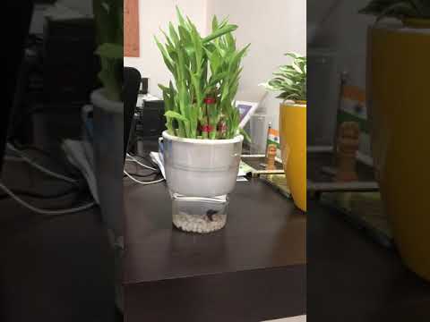 Self watering plastic pot with possible aquariums & fish bow...