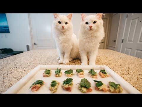 Avocado Toast for Cats | Fine Dining for Cats | The Cat Butler