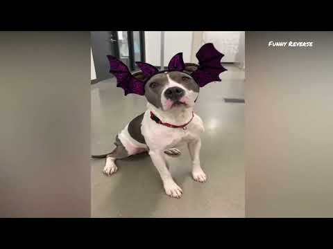 Funny Cats & Dogs Scared of Halloween 🎃😂 | Try Not To Laugh | Cool Pets
