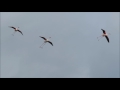 Flying Flamingos, Camargue, France