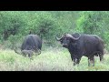 Cape Buffalo Encounter In Kruger National Park South Africa
