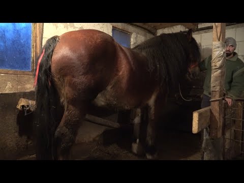 Caii lui Adi de la Rusor, Hunedoara - 2024 Nou!!!