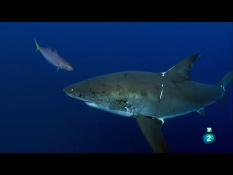 EL GRAN PACIFICO: APASIONADO - Grandes Documentales