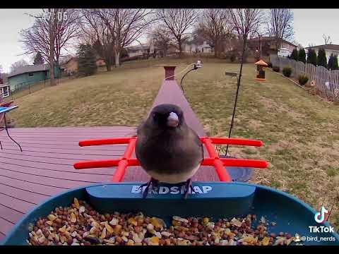 Windy day with lots of visitors at the bird cam!