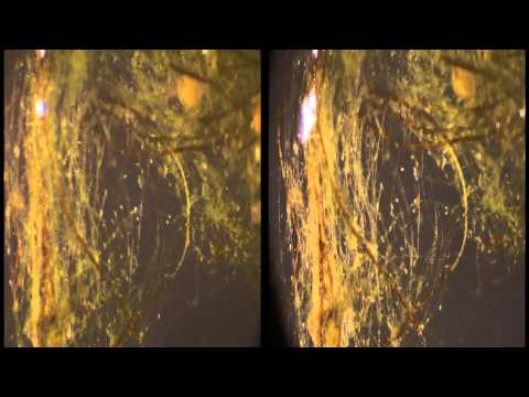 130503 protozoa CC Stereo 3D