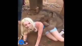 The Hangover Animals