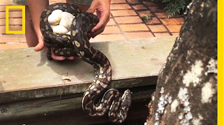 Snake Catcher Interrupts Python Mom With Her Eggs | National Geographic