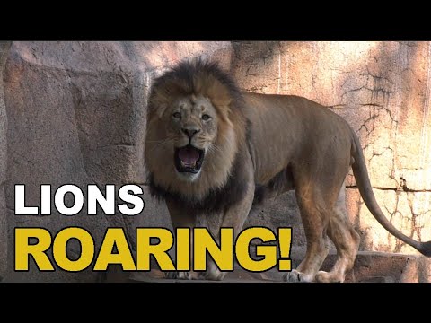 Lions Roaring
