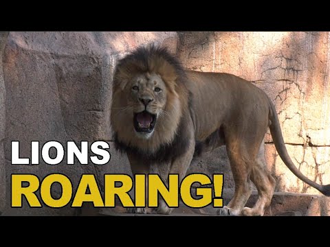 Lions Roaring