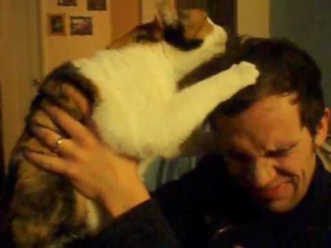 Kitty Cat Bath Attack